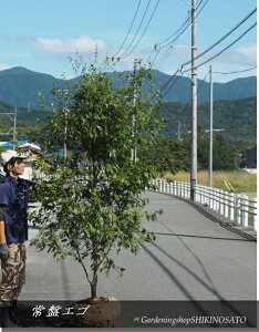 󏭎E傫TCYgLGS/΃GSmLiF2.mOj2025.10Be