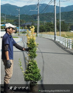 }TL/IES}TLi@1.5mOj2025.10Be