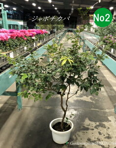 t@2025.10tcyʎzW{`Jo@8@No2Ŝ̍1.3mO@2025.10Be