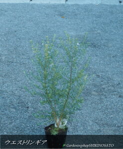 I[XgA[Y}[/EGXgMAiF0.7mOj2025.10Be