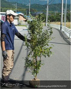 �u���[�x���[�E���r�b�g�A�C�n�u���[�x���[�h�e�B�t�u���[�h�i�����F1.4m���O�j2025.10���B�e