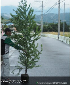 ylC̃AJVAׁzp[AJVA/AJVAiF2.2mOj2025.10Be