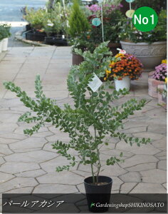 ylC̃AJVAzp[AJVA iF0.9mOj2025.10Be