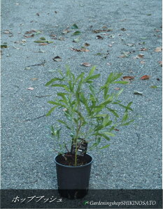 hhiGA/zbvubV/|bvubViF0.4mOj2025.10Be