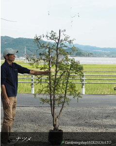 ic/Ȃ߁iF1.8mOj2025.10Be