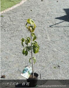 ni~YL/Ԑ gNEhiCEԁhi@0.7mOj2025.10Be