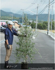 V{c[EډBɍœKI[u/I[u̖؁hAxLihF1.6mO2025.10Be