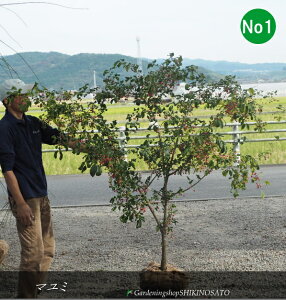 }~@iFsNnj No1iF1.7mOj2025.10Be