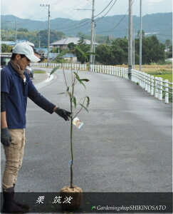 ycׁzN/I/I̖؁@@}g/ΎF1.6mO2025.10Be