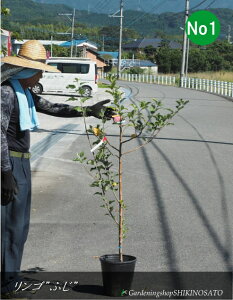 yczьc/S/񂲁iiFӂjF1.3mO2025.10Be