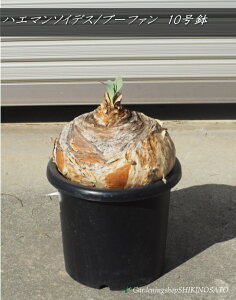 yizAE󏭕iyρznG}\CfX/u[t@@10@@2025.10Be