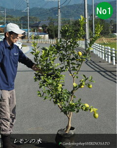 2025.11t̖/gQȂ̖؁hrAtJh/EG/iF1.6mOj2025.11Be