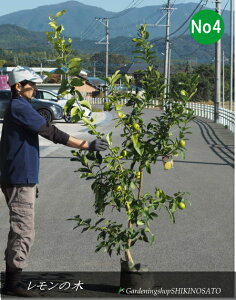 2025.11t̖؃gQȂ̖؁hrAtJh/EG/No4iF1.7mOj2025.11Be