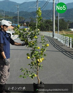 2025.11tgQȂ̖؁hrAtJh/EG/No5iF1.6mOj2025.11Be