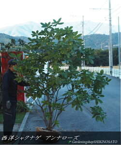 2025.11݁AQtmVNiQEႭȂ(Γ)iiFAi[YjiF2.1mOj2025.11Be