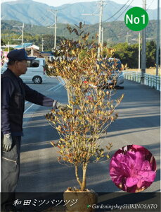 ac~coccW/OtiF1.7mOj2025.11Be