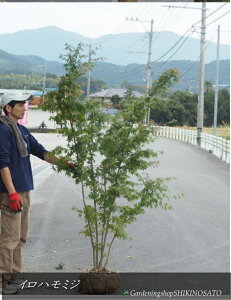 Cn~WiCnJGf/CngtjNo1iF1.8mOj2025.11Be