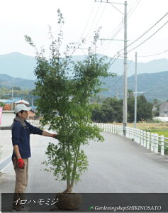 gt/~W/Cn~W/݂͂iF2.6mOj2025.11Be