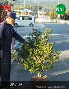 JcoL/ցhVVKViqjhiF1.2mOj2025.11Be