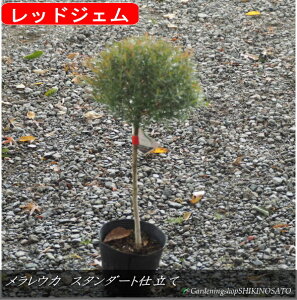 yX^_[hdāzEJ@X^_[hd/gsA[/ێd iF0.6mOj2025.11Be