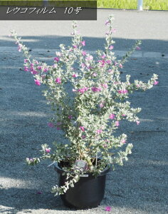 c׃ERtBA@10iF1mOj2025.11Be