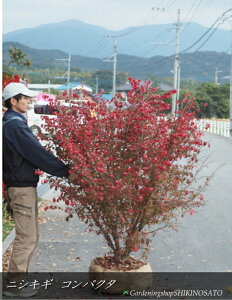 �{�����[������j�V�L�M�i�і؁j�h�R���p�N�^�h�i�����F1.7m���O�E���F��150cm�j2025.11���B�e