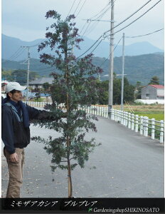 yizMEAJVA "vvA"/~UAJVAiF2.2mOj2025.11Be