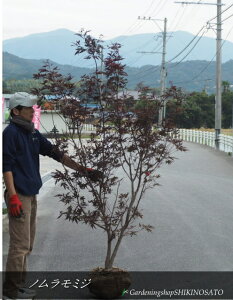 m~W/쑺~WiF1.9mOj2025.11Be