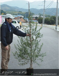 V{c[ɃI[u/I[u̖؁hx_hiF1.7mOj2025.11Be