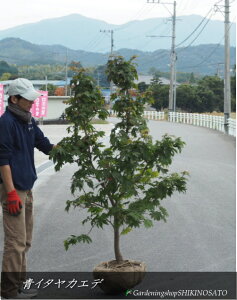 AIC^JGf/C^ iF1.8mOj2025.11