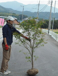 ~W/JGf/gt/݂iF1.6mOj2025.11Be