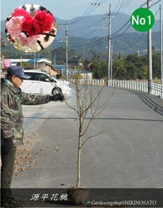 ԓ/QyCniiF1.8mOj2025.12Be