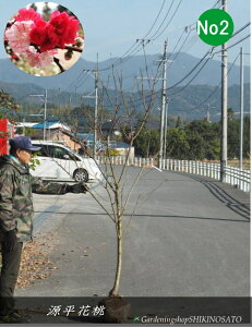 y3FzQyCni/ԓ (F2.4mOj2025.12Be