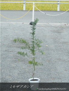 ~UAJVA/MEAJVA/tAJVA/AJVAiF0.8mOj2025.12Be