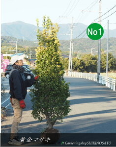 �{�����[������E�ډB���ɍœK�����}�T�L�i�I�E�S���}�T�L�j�i�����F2.1m���O�j2025.12���B�e