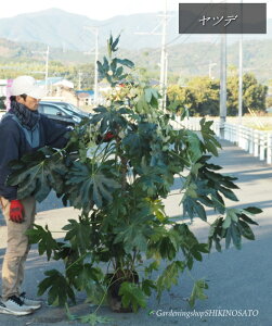 �{�����[�����胄�c�f �i�����F1.7m���O�j�@2025.12���B�e