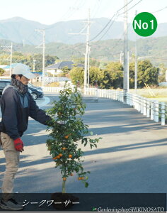 cׁ@V[NA[T[/V[N[T[iF1.3mOj2025.12Be