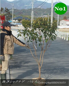 2026.1���Q�t�����m�V���N�i�Q/�Γ�ԁ@�o���J���i�ԉԁj No1�i�����F1.5m���O�j2026.1���B�e