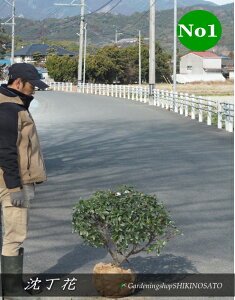 2026.2���ԉ�t������/�W���`���E�Q�h�ԉԁh�@�ۂ���No1�i�����F0.6m���O�j2026.1���B�e