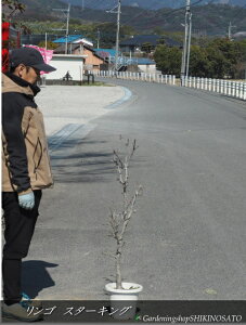 2025�N�������т����񂲁i�����S�E�ь�j�̖؁g�X�^�[�L���O�hNo1�i�����F1m���O�j2025.2���B�e