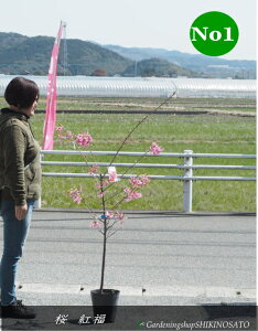 植木 盆栽 河津桜」の人気商品一覧・価格比較 - 価格.com