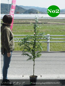 �y�l�C�̃A�J�V�A���ׁz�p�[���A�J�V�A/�A�J�V�A No1�i�����F1.5m���O�j2026.3���B�e