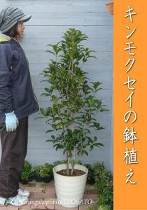 【送料無料】キンモクセイの鉢植え/金木犀鉢植え（樹高：1.0m内外）（全体高さ：1.3m内外）