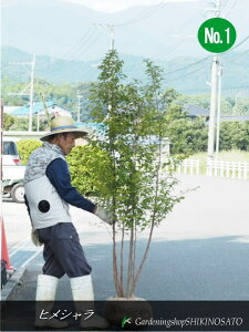 qVEPV@iF2.4mOj2024.9Be