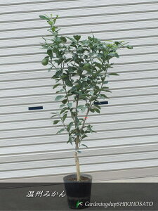 傫߃TCYB݂h쑁EhiF1.1mOj