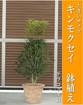 楽天市場】金木犀 鉢植え（ガーデニング・農業｜花・ガーデン・DIY）の通販