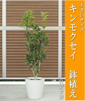 【送料無料】キンモクセイの鉢植え/金木犀鉢植え（樹高：1.0m内外）（全体高さ：1.4m内外）