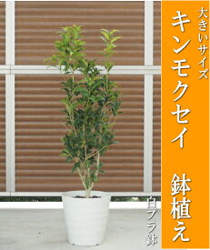 【送料無料】キンモクセイの鉢植え/金木犀鉢植え（樹高：1.0m内外）（全体高さ：1.4m内外）