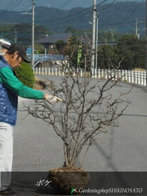 ボケ（花色：ピンク蕾、開花白） （樹高：1.4m内外）2023.11月撮影