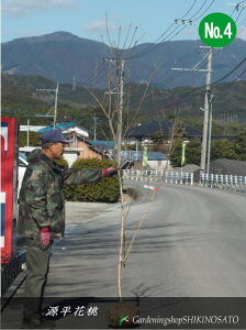 y3FzQyCni/ԓ No4(F2.3mOj2024.1Be